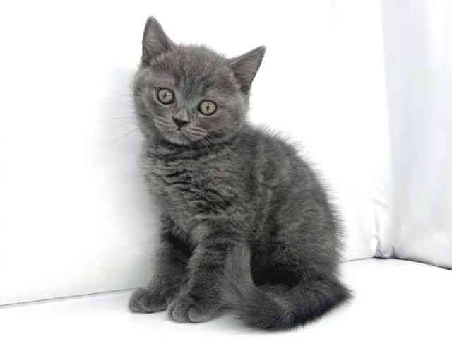 兵庫県のブリティッシュショートヘアー (ひごペットフレンドリーイオンタウン加古川店/2026年1月29日生まれ/男の子/ブルー)の子猫の2枚目の画像