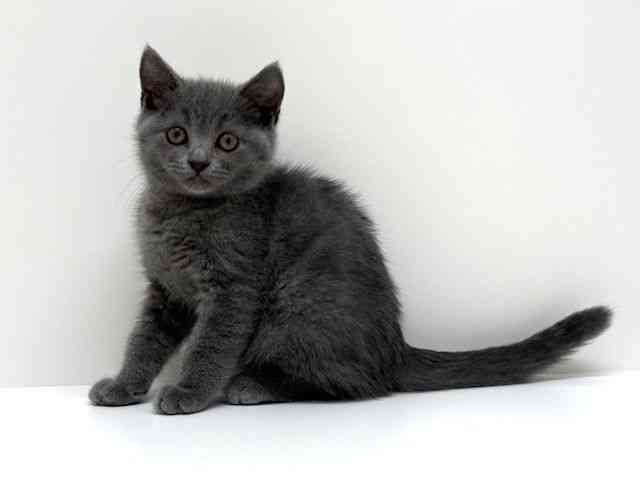 兵庫県のブリティッシュショートヘアー (ひごペットフレンドリーブルメールHAT神戸店/2026年1月29日生まれ/女の子/ブルー)の子猫の2枚目の画像