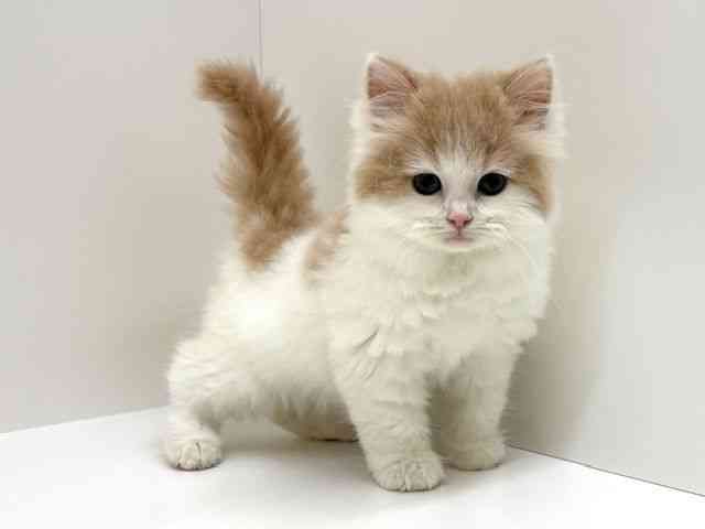 兵庫県のサイベリアン (ひごペットフレンドリーブルメールHAT神戸店/2026年1月31日生まれ/男の子/カメオホワイト)の子猫の2枚目の画像
