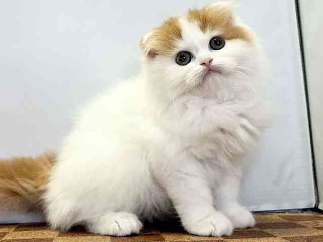 愛媛県のスコティッシュフォールド (ひごペットフレンドリーエミフルMASAKI店/2026年1月31日生まれ/男の子/レッドホワイト)の子猫の2枚目の画像