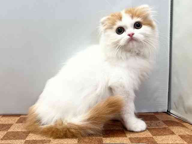 愛媛県のスコティッシュフォールド (ひごペットフレンドリーエミフルMASAKI店/2026年1月31日生まれ/男の子/レッドホワイト)の子猫の2枚目の画像