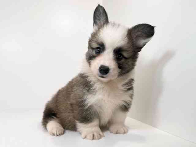 兵庫県のウェルシュコーギーペンブローク (ひごペットフレンドリーイトーヨーカドー明石店/2026年2月1日生まれ/女の子/レッドホワイト)の子犬の2枚目の画像