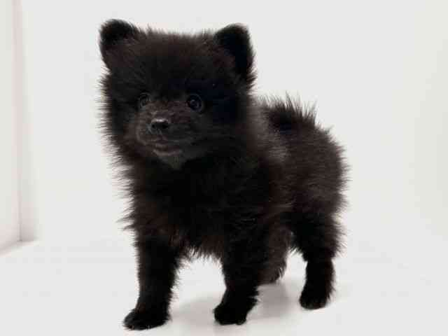 愛知県のポメラニアン (ひごペットフレンドリーららぽーと名古屋みなとアクルス店/2026年1月29日生まれ/女の子/ブラック)の子犬の2枚目の画像