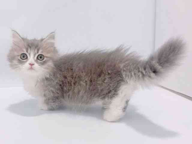 大阪府のミヌエット (ひごペットフレンドリーイズミヤショッピングセンター千里丘店/2026年1月25日生まれ/男の子/ブルータビーホワイト)の子猫の2枚目の画像