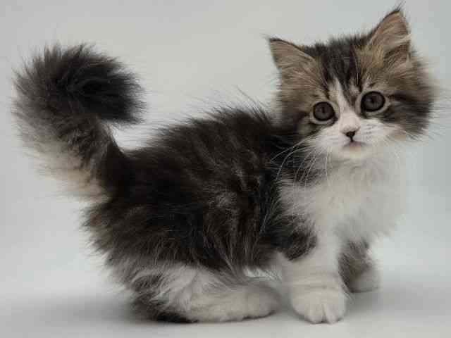 島根県のミヌエット (ひごペットフレンドリーイオンモール出雲店/2026年1月25日生まれ/男の子/ブラウンタビーホワイト)の子猫の2枚目の画像