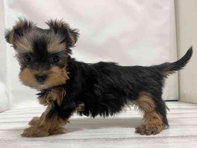 和歌山県のヨークシャーテリア (ひごペットフレンドリーパームシティ和歌山店/2026年1月31日生まれ/女の子/スチールブルータン)の子犬の2枚目の画像