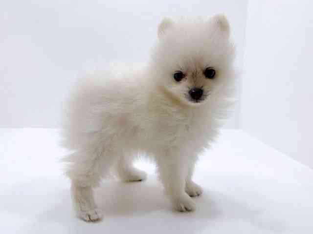 広島県のポメラニアン (ひごペットフレンドリーフジグラン神辺店/2026年1月29日生まれ/女の子/ホワイト)の子犬の2枚目の画像