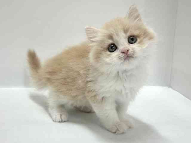 大阪府のラガマフィン (ひごペットフレンドリーアクロスプラザ住之江店/2026年1月31日生まれ/男の子/クリームホワイト)の子猫の2枚目の画像