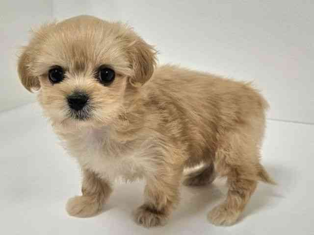 愛知県のペキプー(ペキニーズ×プードル) (ひごペットフレンドリーイトーヨーカドー知多店/2026年2月1日生まれ/女の子/アプリコット)の子犬の2枚目の画像