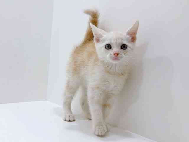 広島県のアメリカンショートヘアー (ひごペットフレンドリーフジグラン神辺店/2026年1月29日生まれ/男の子/クリームタビー)の子猫の2枚目の画像