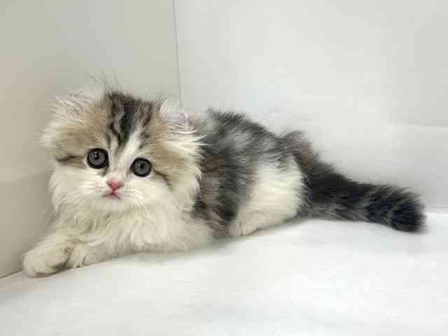 大阪府のアメリカンカール (ひごペットフレンドリーアクロスプラザ住之江店/2026年1月31日生まれ/女の子/ブラウンタビーホワイト)の子猫の2枚目の画像