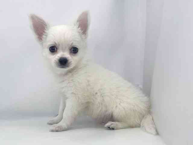 兵庫県のチワワ(ロング) (ひごペットフレンドリーイオンタウン加古川店/2026年1月31日生まれ/男の子/ホワイトクリーム)の子犬の2枚目の画像