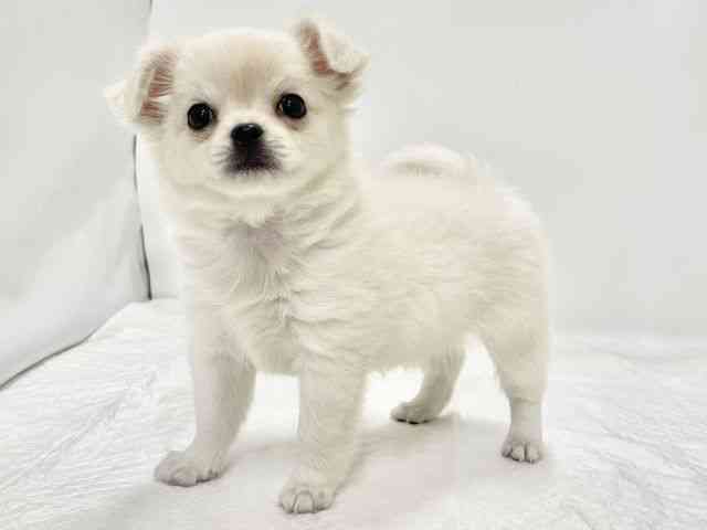 高知県のチワワ(ロング) (ひごペットフレンドリーイオンモール高知店/2026年1月31日生まれ/女の子/ホワイトクリーム)の子犬の2枚目の画像