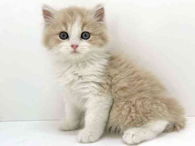 大阪府のラガマフィン (ひごペットフレンドリーいこらもーる泉佐野店/2026年1月31日生まれ/男の子/クリームタビーホワイト)の子猫の2枚目の画像