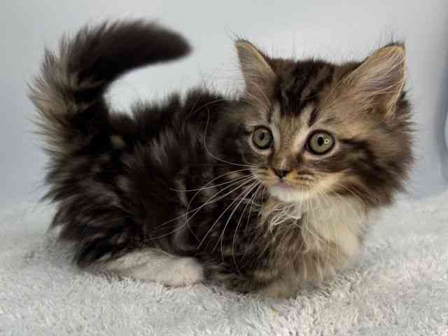 島根県のマンチカン (ひごペットフレンドリーイオンモール出雲店/2026年1月24日生まれ/男の子/ブラウンタビーホワイト)の子猫の2枚目の画像