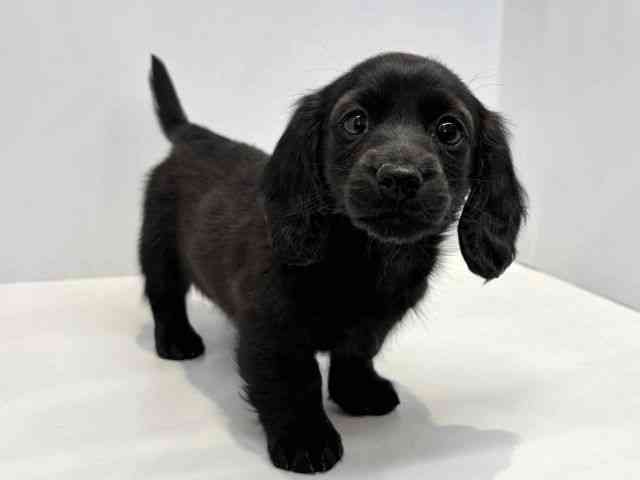 大阪府のミニチュアダックスフンド(ロング) (ひごペットフレンドリーセブンパーク天美店/2026年1月31日生まれ/女の子/ブラック)の子犬の2枚目の画像