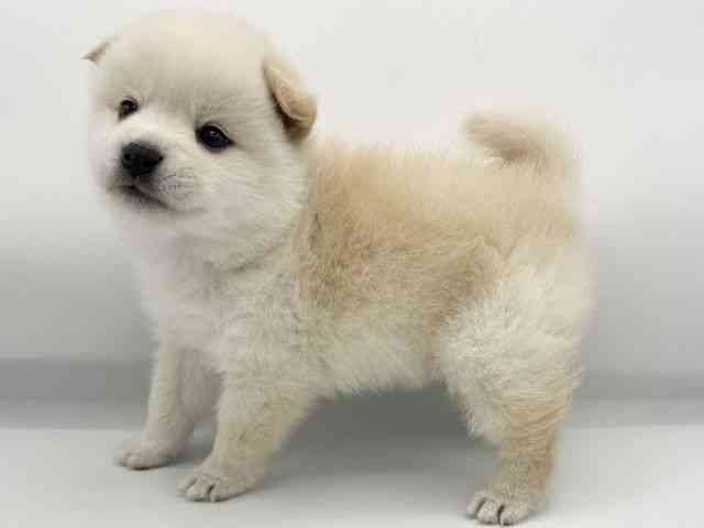 大阪府のポメ柴/豆ポメ/ポメ豆柴(ポメラニアン×柴犬) (ひごペットフレンドリーららぽーとEXPOCITY店/2026年1月31日生まれ/男の子/白)の子犬の2枚目の画像