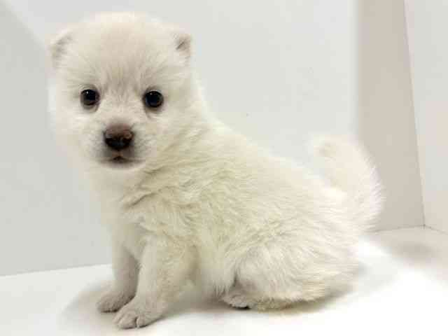 奈良県のポメ柴/豆ポメ/ポメ豆柴(ポメラニアン×柴犬) (ひごペットフレンドリーイオンモール橿原ウエスト・ビレッジ店/2026年1月31日生まれ/女の子/白)の子犬の2枚目の画像