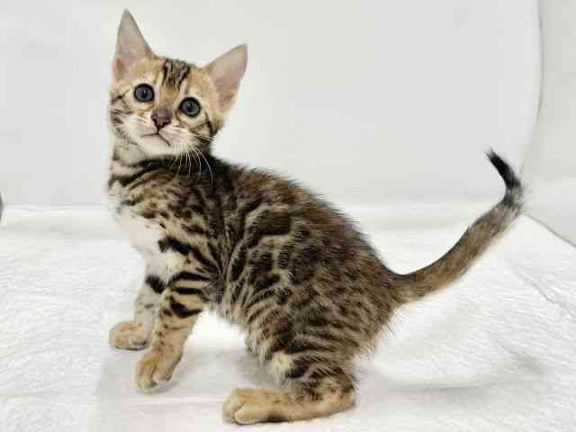 高知県のベンガル (ひごペットフレンドリーイオンモール高知店/2026年1月30日生まれ/女の子/ブラウンスポットタビー)の子猫の2枚目の画像