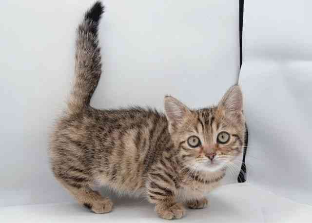 島根県のジェネッタ (ひごペットフレンドリーイオン松江ショッピングセンター店/2026年1月31日生まれ/女の子/ブラウンスポットタビー)の子猫の2枚目の画像