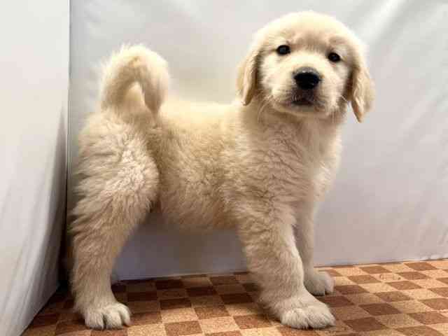 愛媛県のゴールデンレトリバー (ひごペットフレンドリーエミフルMASAKI店/2026年1月29日生まれ/男の子/ゴールデン)の子犬の2枚目の画像