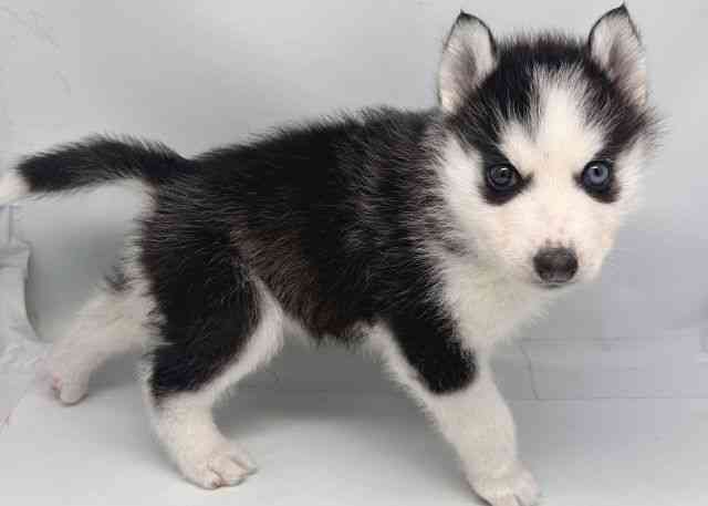 鳥取県のシベリアンハスキー (ひごペットフレンドリーイオンモール鳥取北店/2026年1月29日生まれ/男の子/ブラックホワイト)の子犬の2枚目の画像