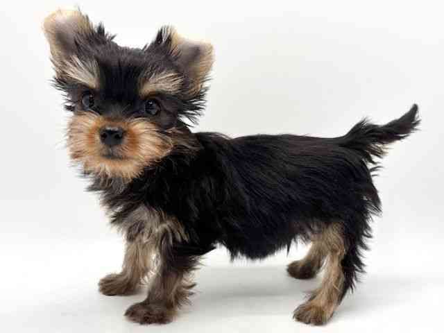 大阪府のヨークシャーテリア (ひごペットフレンドリーみのおキューズモール店/2026年1月29日生まれ/男の子/スチールブルータン)の子犬の2枚目の画像