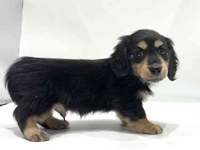 愛知県のミニチュアダックスフンド(ロング) (ひごペットフレンドリーヴィアモール アピタ江南西店/2026年1月31日生まれ/男の子/ブラックタン)の子犬の2枚目の画像