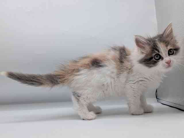 香川県のメインクーン (ひごペットフレンドリーゆめタウン高松店/2026年1月30日生まれ/女の子/ダイリュートキャリコ)の子猫の2枚目の画像