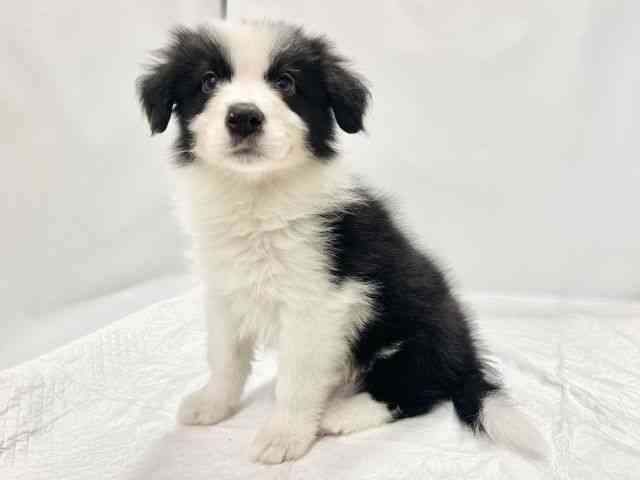 高知県のボーダーコリー (ひごペットフレンドリーイオンモール高知店/2026年1月31日生まれ/男の子/ブラックホワイト)の子犬の2枚目の画像