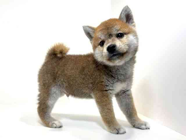 兵庫県の柴犬(標準サイズ) (ひごペットフレンドリーイトーヨーカドー明石店/2026年1月31日生まれ/男の子/赤)の子犬の2枚目の画像