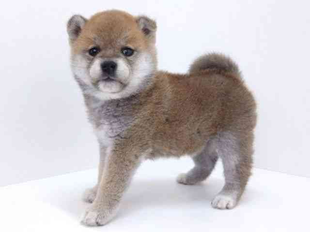 大阪府の柴犬(標準サイズ) (ひごペットフレンドリーいこらもーる泉佐野店/2026年1月31日生まれ/女の子/赤)の子犬の2枚目の画像