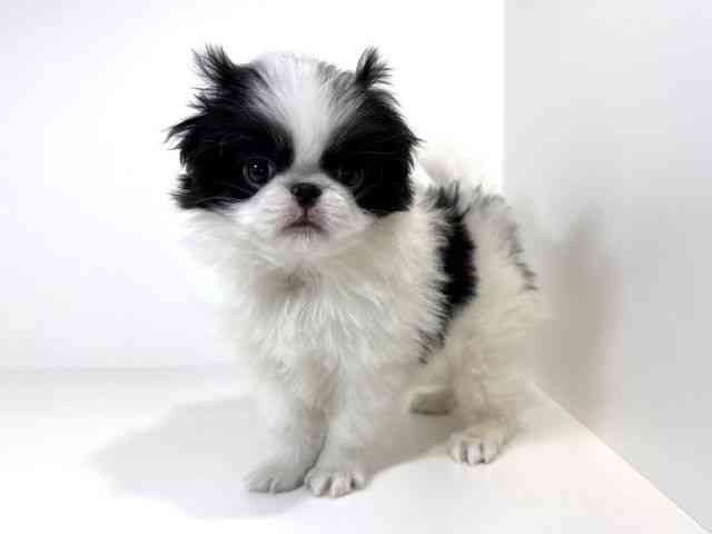 兵庫県の狆 (ひごペットフレンドリーイトーヨーカドー明石店/2026年2月1日生まれ/男の子/白黒)の子犬の2枚目の画像