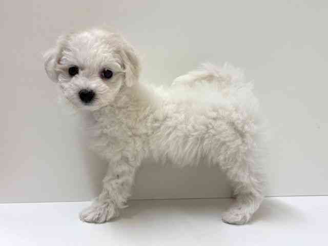 兵庫県のビションフリーゼ (ひごペットフレンドリーブルメールHAT神戸店/2026年2月1日生まれ/女の子/ホワイト)の子犬の2枚目の画像