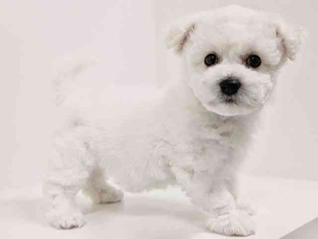 福岡県のビションフリーゼ (ひごペットフレンドリーリバーウォーク北九州店/2026年2月1日生まれ/女の子/ホワイト)の子犬の2枚目の画像