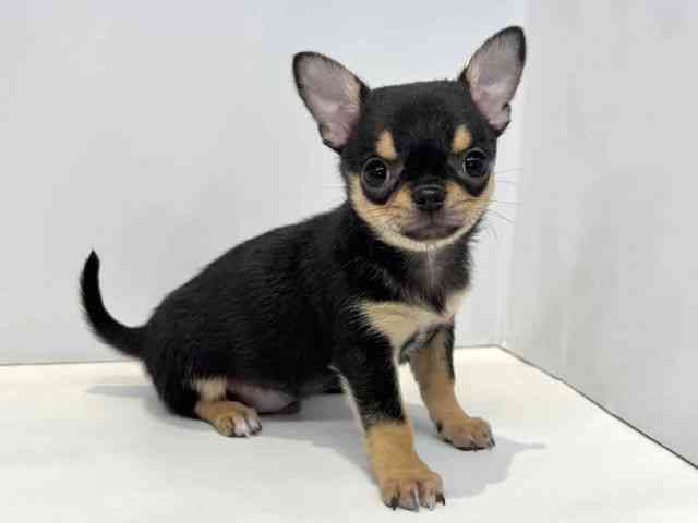 大阪府のチワワ(スムース) (ひごペットフレンドリーセブンパーク天美店/2026年2月1日生まれ/男の子/ブラックタン)の子犬の2枚目の画像