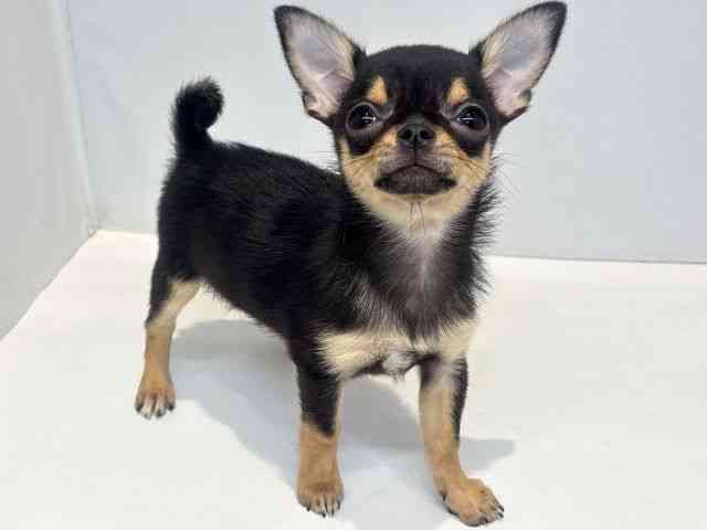 大阪府のチワワ(スムース) (ひごペットフレンドリーセブンパーク天美店/2026年2月1日生まれ/男の子/ブラックタン)の子犬の2枚目の画像