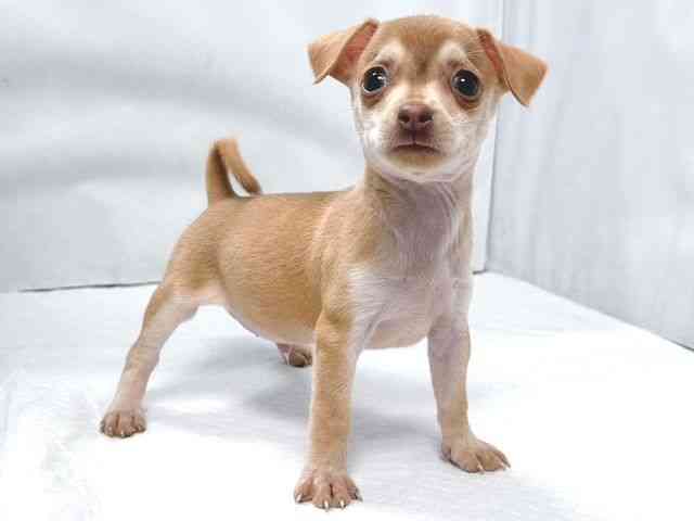 大阪府のチワピン(チワワ×ミニチュアピンシャー) (ひごペットフレンドリー堺プラットプラット店/2026年1月31日生まれ/男の子/チョコレートフォーン)の子犬の2枚目の画像