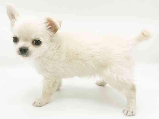 兵庫県のチワワ(ロング) (ひごペットフレンドリーコロワ甲子園店/2026年1月31日生まれ/男の子/クリーム)の子犬の2枚目の画像