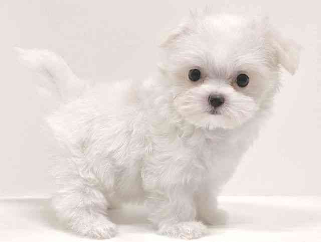 福岡県のマルチーズ (ひごペットフレンドリーリバーウォーク北九州店/2026年1月24日生まれ/女の子/ホワイト)の子犬の2枚目の画像