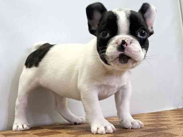 愛媛県のフレンチブルドッグ (ひごペットフレンドリーエミフルMASAKI店/2026年2月1日生まれ/女の子/パイド)の子犬の2枚目の画像