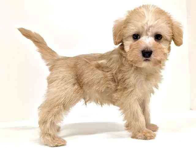 福岡県のシュナプー(シュナウザー×プードル) (ひごペットフレンドリーリバーウォーク北九州店/2026年1月30日生まれ/男の子/クリーム)の子犬の2枚目の画像