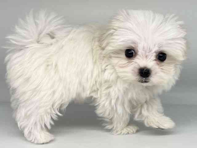 徳島県のマルチーズ (ひごペットフレンドリーゆめタウン徳島店/2026年1月29日生まれ/男の子/ホワイト)の子犬の2枚目の画像