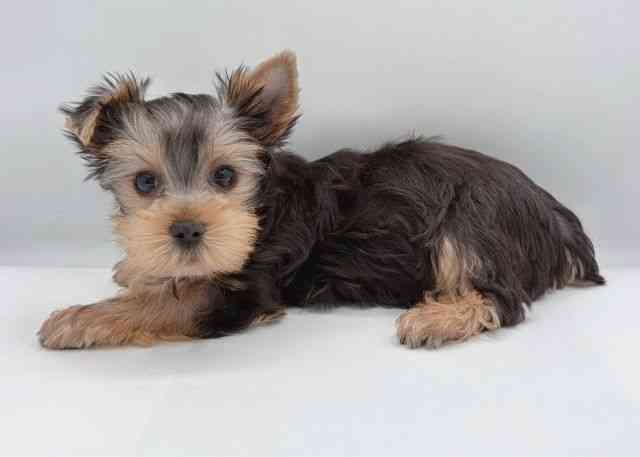 島根県のヨークシャーテリア (ひごペットフレンドリーイオン松江ショッピングセンター店/2026年1月28日生まれ/男の子/スチールブルータン)の子犬の2枚目の画像