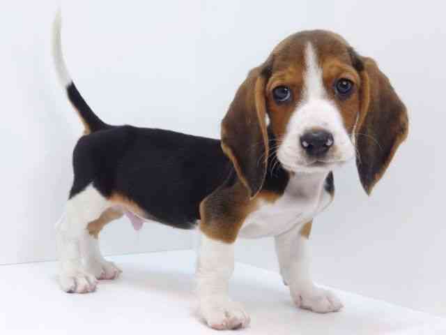 大阪府のハーフ犬・ミックス犬 (ひごペットフレンドリーいこらもーる泉佐野店/2026年1月26日生まれ/男の子/ブラックタンホワイト)の子犬の2枚目の画像