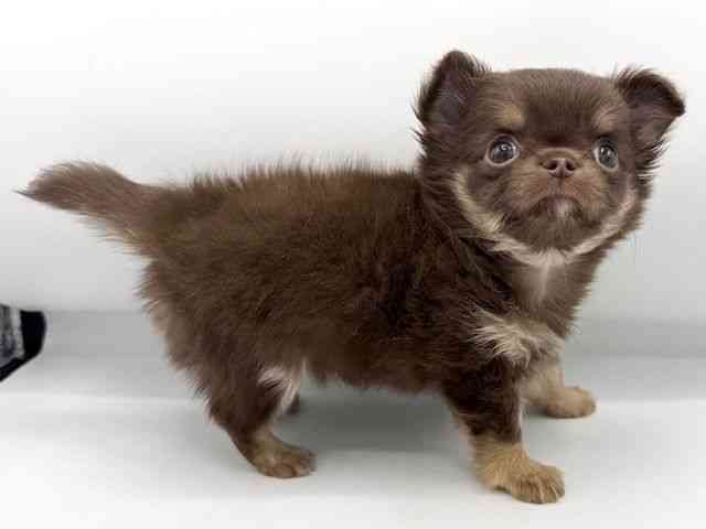 大阪府のチワワ(ロング) (ひごペットフレンドリーららぽーとEXPOCITY店/2026年2月1日生まれ/女の子/チョコレートタンホワイト)の子犬の2枚目の画像