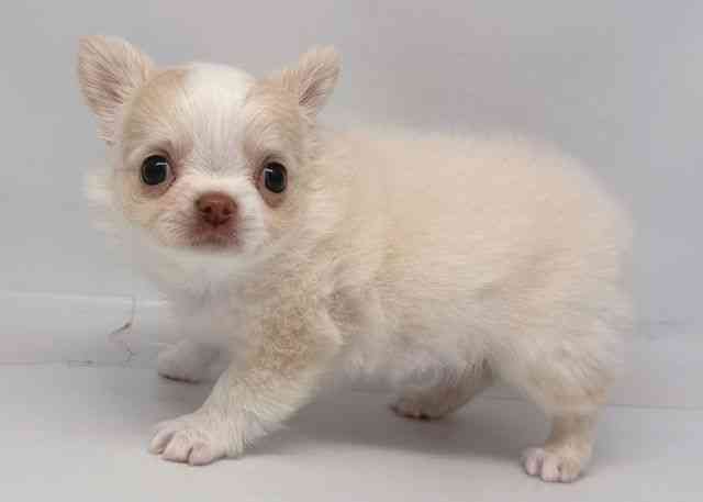 鳥取県のチワワ(ロング) (ひごペットフレンドリーイオンモール鳥取北店/2026年2月1日生まれ/女の子/クリームホワイト)の子犬の2枚目の画像