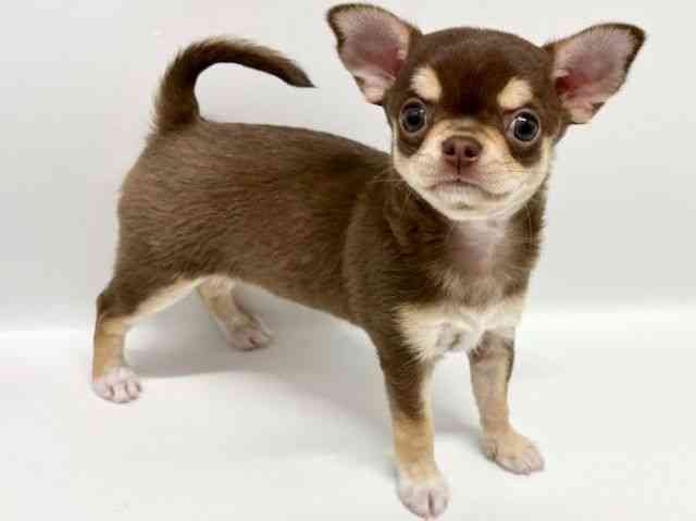 大阪府のチワワ(スムース) (ひごペットフレンドリーイオンタウン豊中庄内店/2026年1月30日生まれ/女の子/チョコレートクリームホワイト)の子犬の2枚目の画像