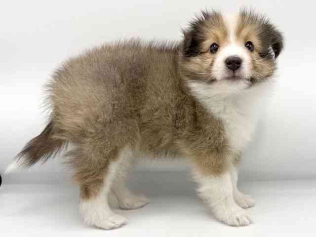 大阪府のシェットランドシープドッグ (ひごペットフレンドリーららぽーとEXPOCITY店/2026年1月31日生まれ/男の子/セーブルホワイト)の子犬の2枚目の画像