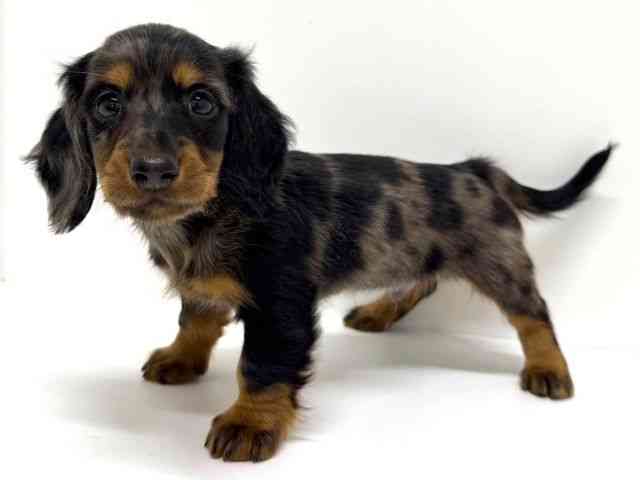 大阪府のミニチュアダックスフンド(ロング) (ひごペットフレンドリーくずはモール店/2026年2月1日生まれ/男の子/シルバーダップル)の子犬の2枚目の画像